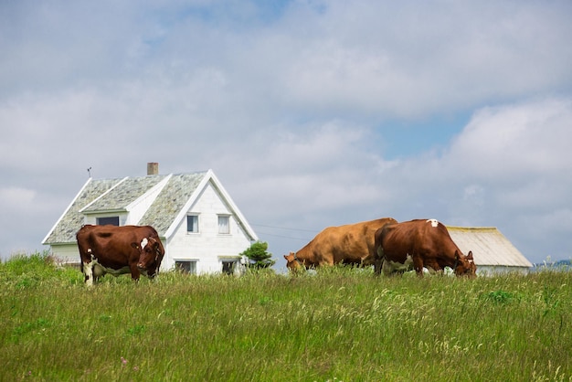 Vacas em um pasto