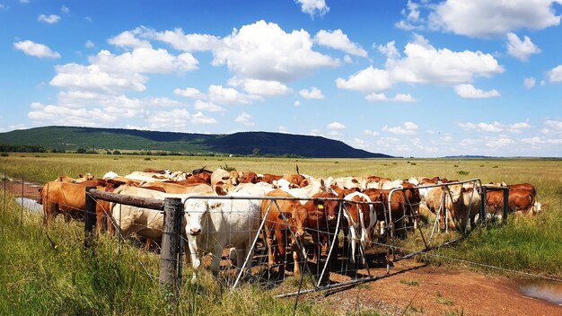 Foto vacas em um portão