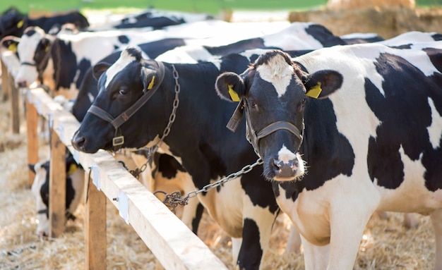 Vacas em uma fazenda