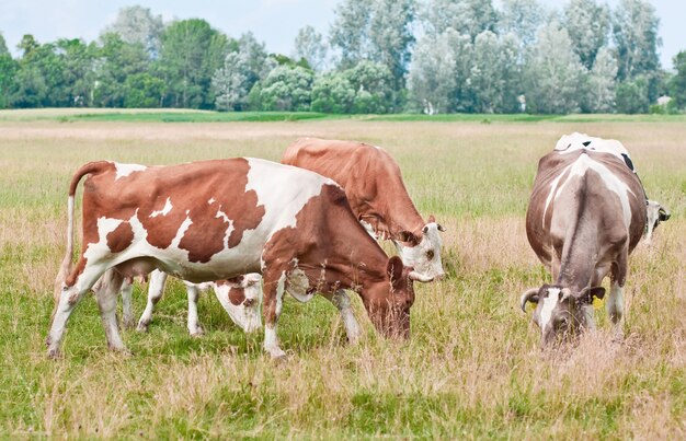 Vacas em uma pastagem de verão