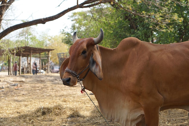 Las vacas eran traídas por sus dueños para venderlas en el mercado.