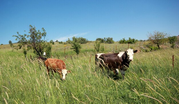 vacas esparcidas en el campo