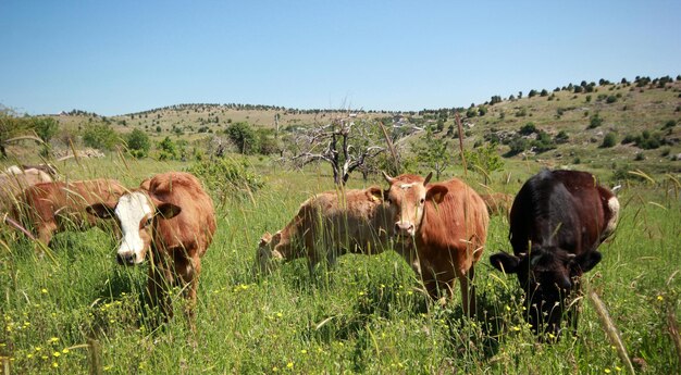 vacas esparcidas en el campo