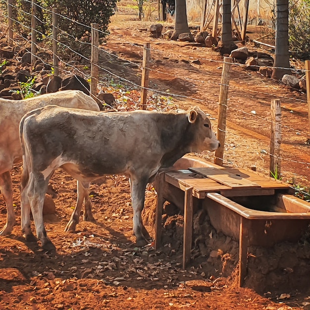 Vacas en el establo comiendo heno al atardecer. Grupo de vacas comiendo pastos en la granja, espacio para texto