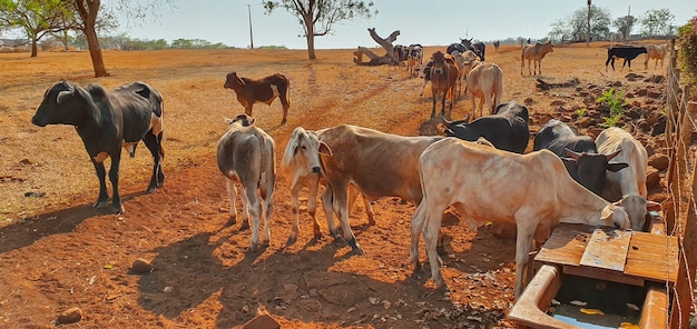 Vacas en el establo comiendo heno al atardecer. Grupo de vacas comiendo pastos en la granja, espacio para texto