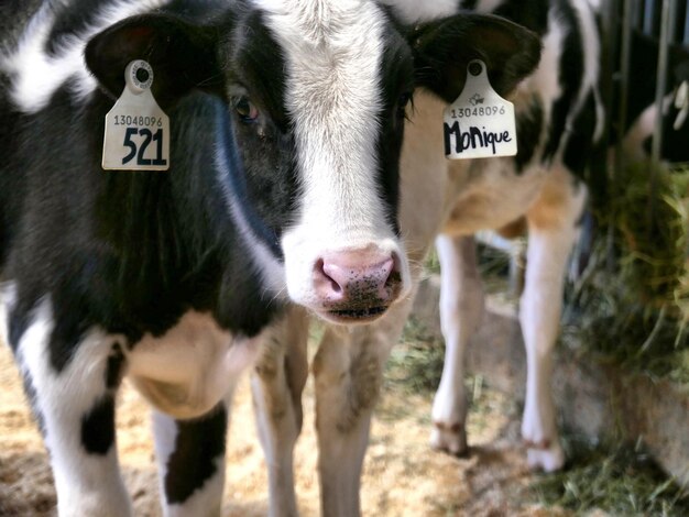 Foto vacas en un establo