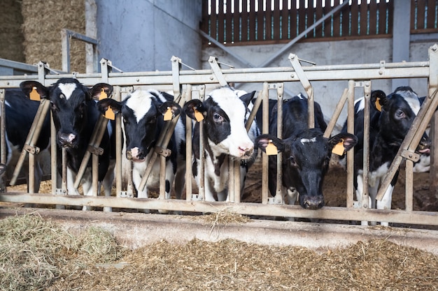 Vacas en el establo