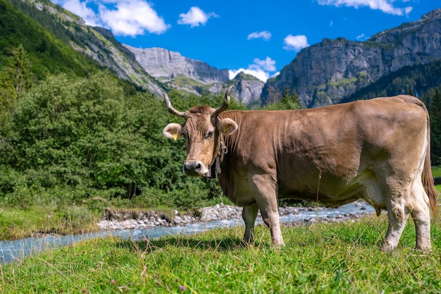 Vacas estão pastando em um dia de verão em um prado na Suíça vacas pastando em pastagens de gado de terras agrícolas