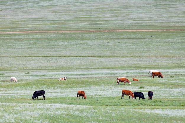Vacas en las estepas de Mongolia
