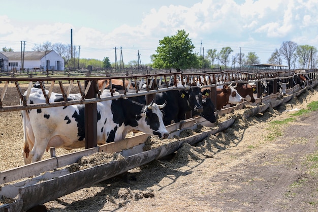 Vacas fazenda de gado leiteiro ao ar livre. As vacas comem ração. Conceito de gado.