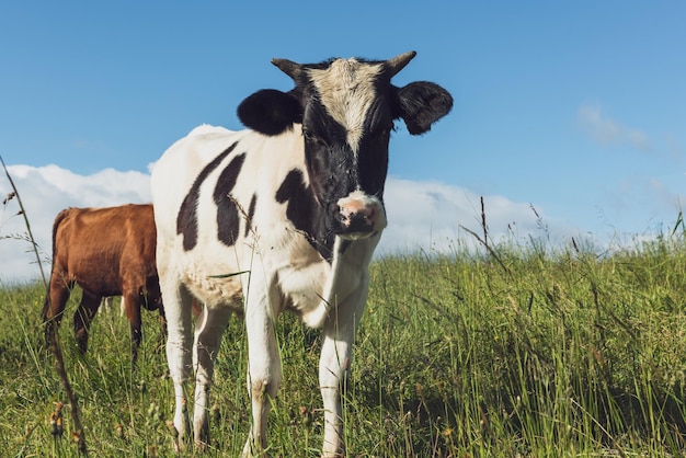 Vacas felices pastando en la hierba verde en verano