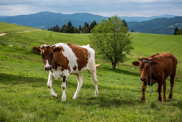 Vacas felices en la pradera en las montañas Pieniny Polonia