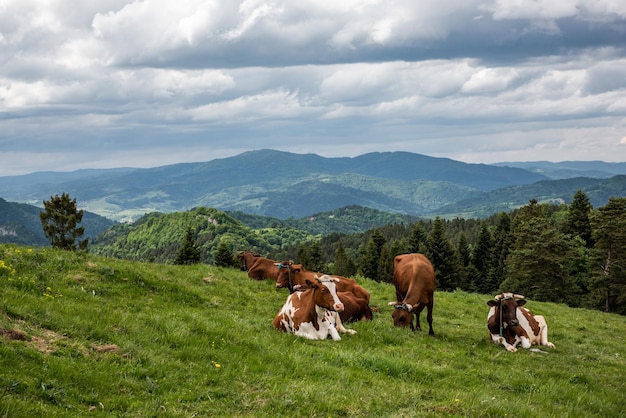 Vacas felices que pastan en la hierba verde en el parque de las montañas de Pieniny Polonia