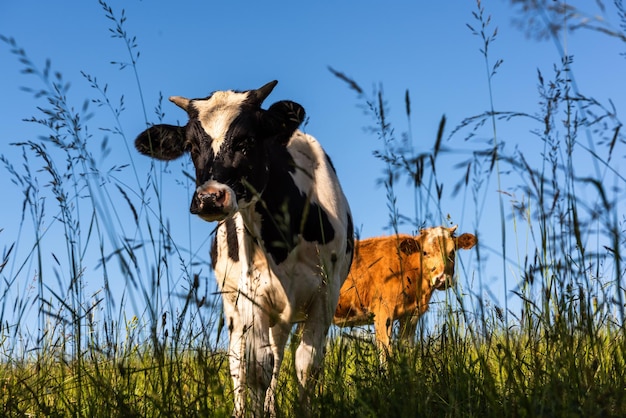 Vacas felizes pastando na grama verde no verão