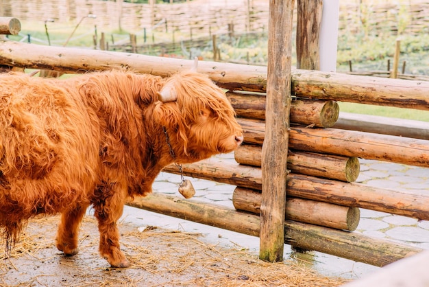 Vacas fofas no estábulo