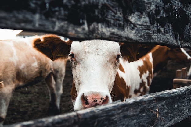 Vacas en el formulario de cerca