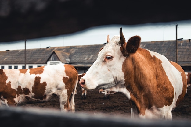 Vacas en el formulario. Producción de leche. Animales domésticos.