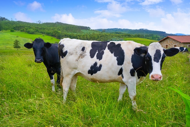 Vacas frisias en la pradera de asturias españa