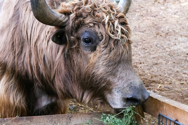 Vacas, gado comem feno no paddock da fazenda. Touros podolsk