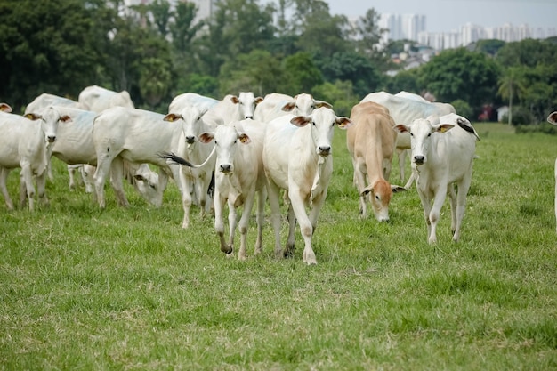 vacas y ganado en la alimentación de los hermosos pastos verdes.