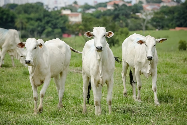 vacas y ganado en la alimentación de los hermosos pastos verdes.