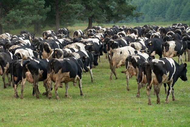 Vacas y ganado pastando en un prado verde claro cerca del bosque Cría de animales respetuosa con el medio ambiente Granja para la producción de carne y leche Un rebaño de vacas en un campo