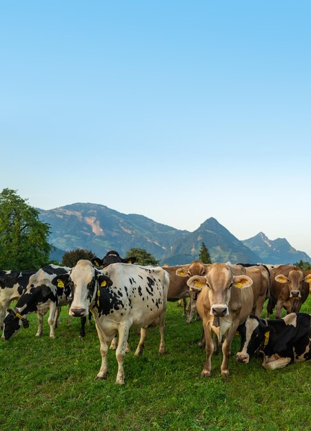 Vacas de ganado pastando en tierras de cultivo vacas pastando en un prado con hierba vacas rebaño en un campo de hierba maduro