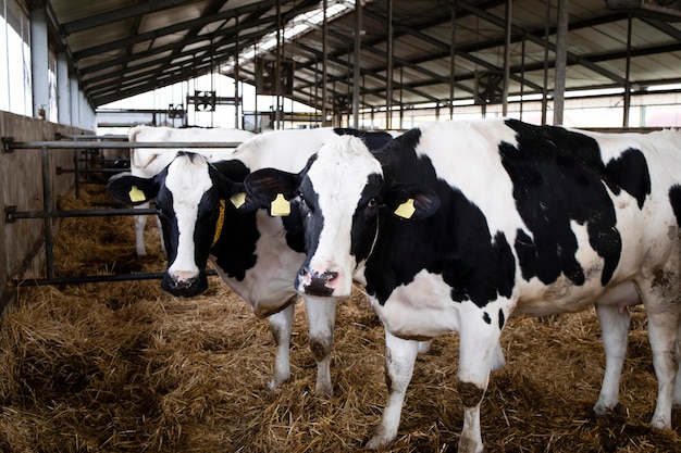 Vacas en una granja de animales domésticos para la producción y cría de carne o leche.