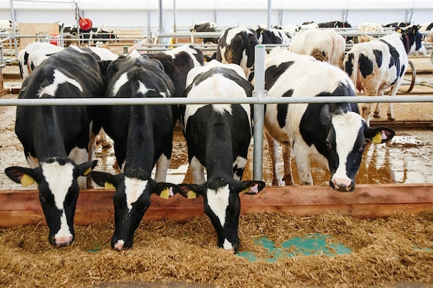 Las vacas de granja automatizadas industriales de leche de vaca en el paddock con etiquetas en las orejas comen heno y descansan