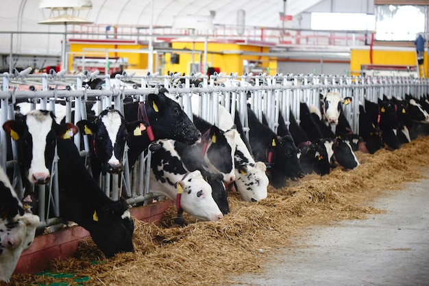 Las vacas de granja automatizadas industriales de leche de vaca en el paddock con etiquetas en las orejas comen heno y descansan