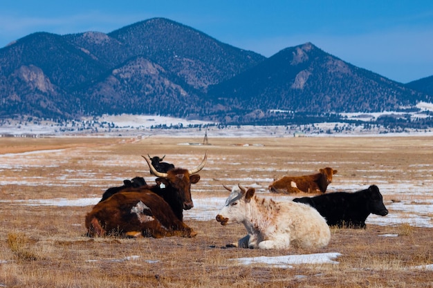 Vacas en una granja a campo abierto.