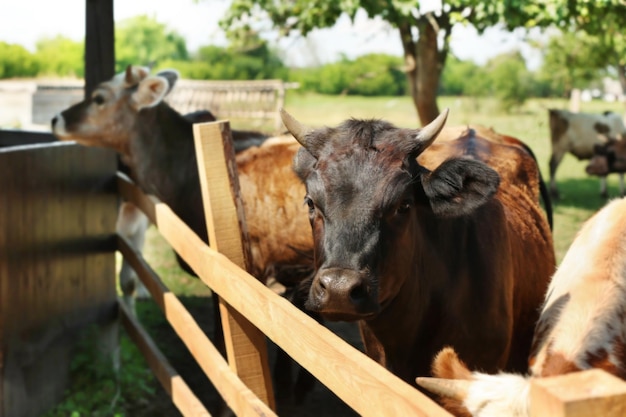 Vacas en la granja detrás de cercas