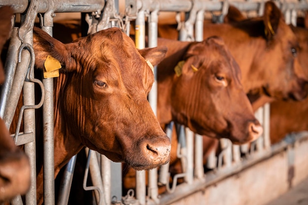 Vacas en la granja en establo