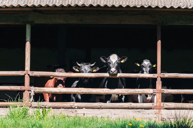 Foto vacas en una granja lechera en estable