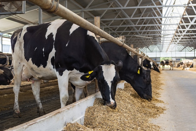 Las vacas de una granja moderna comen ensilaje de la mesa de alimentación