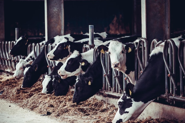 Vacas en una granja Vacas lecheras