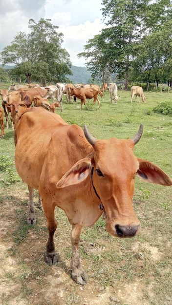 Foto vacas en la granja