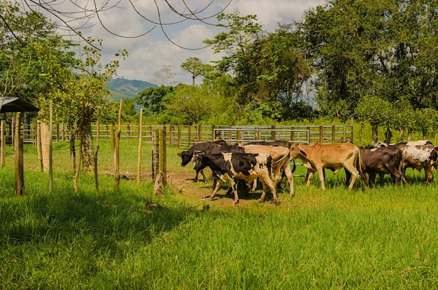 vacas en la granja