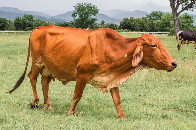 vacas en la granja