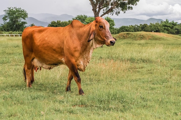 vacas en la granja