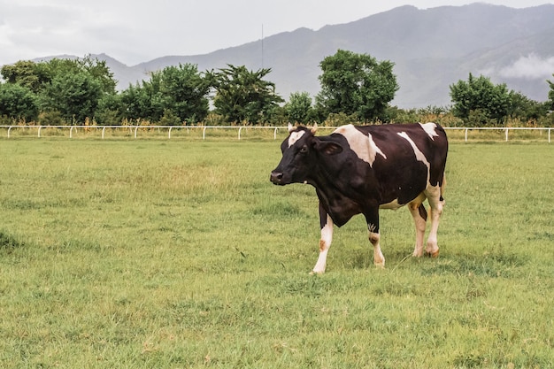 vacas en la granja