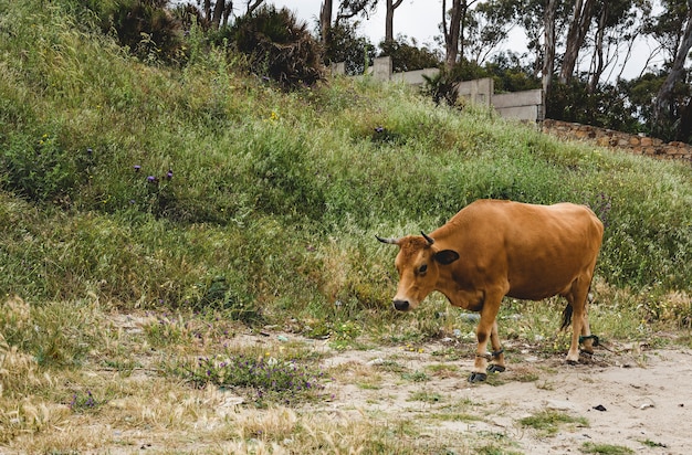 Vacas gratis en el campo