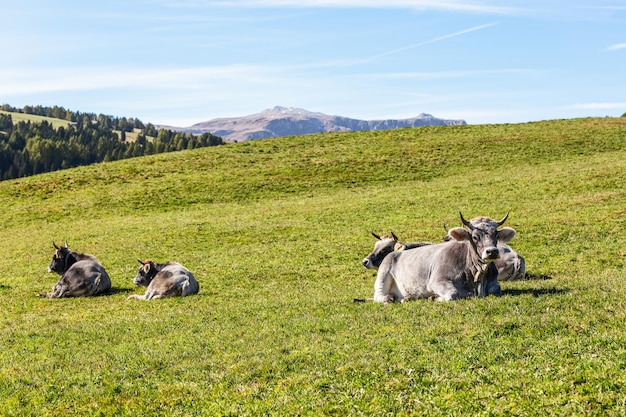 Las vacas grises yacen sobre hierba verde fresca en un pasto alpino en Italia