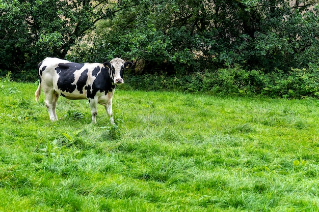 Vacas en la hierba