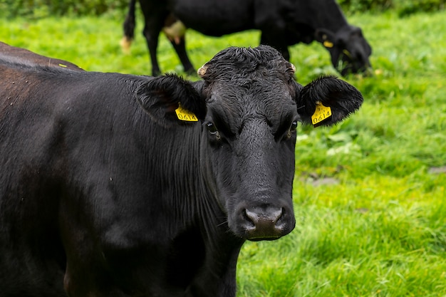 Vacas en la hierba