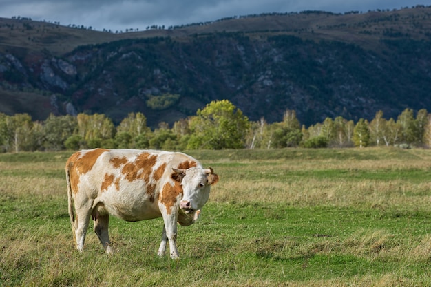 Vacas en la hierba