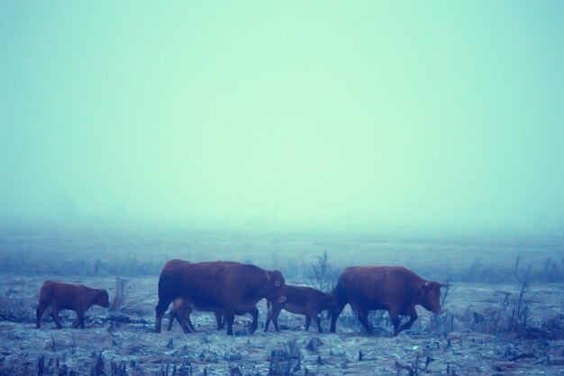 vacas en invierno en un campo de nieve, animales en una granja en temporada de invierno