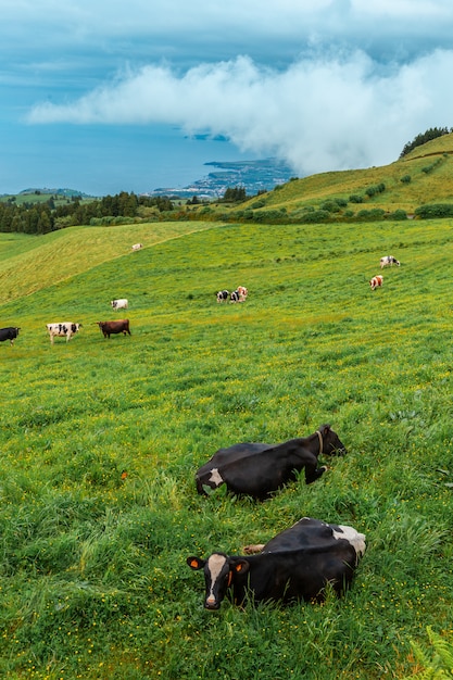 Vacas de la isla de San Miguel. Azores Portugal. Las vacas yacen sobre la hierba verde. A lo lejos se puede ver la orilla del océano Atlántico.