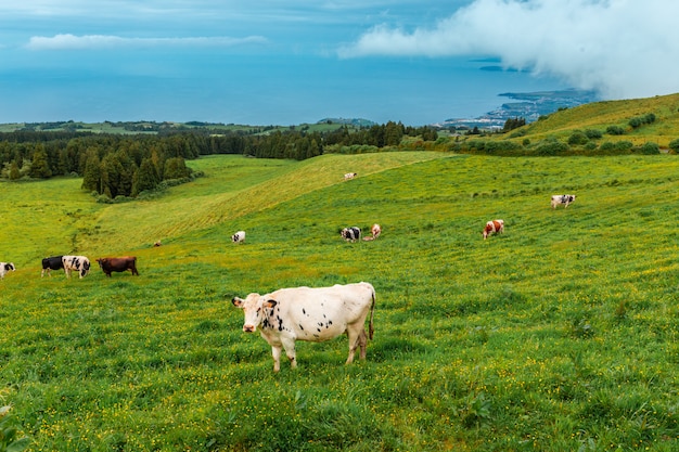 Vacas de la isla de San Miguel. Azores Portugal. Las vacas yacen sobre la hierba verde. A lo lejos se puede ver la orilla del océano Atlántico.