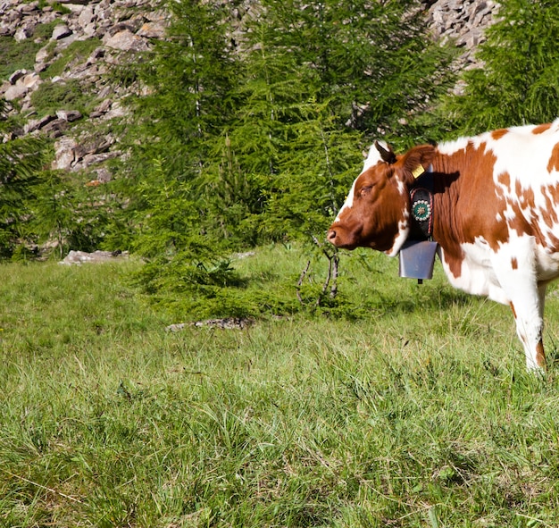 Foto vacas italianas durante un día soleado cerca de susa, piamonte, alpes italianos